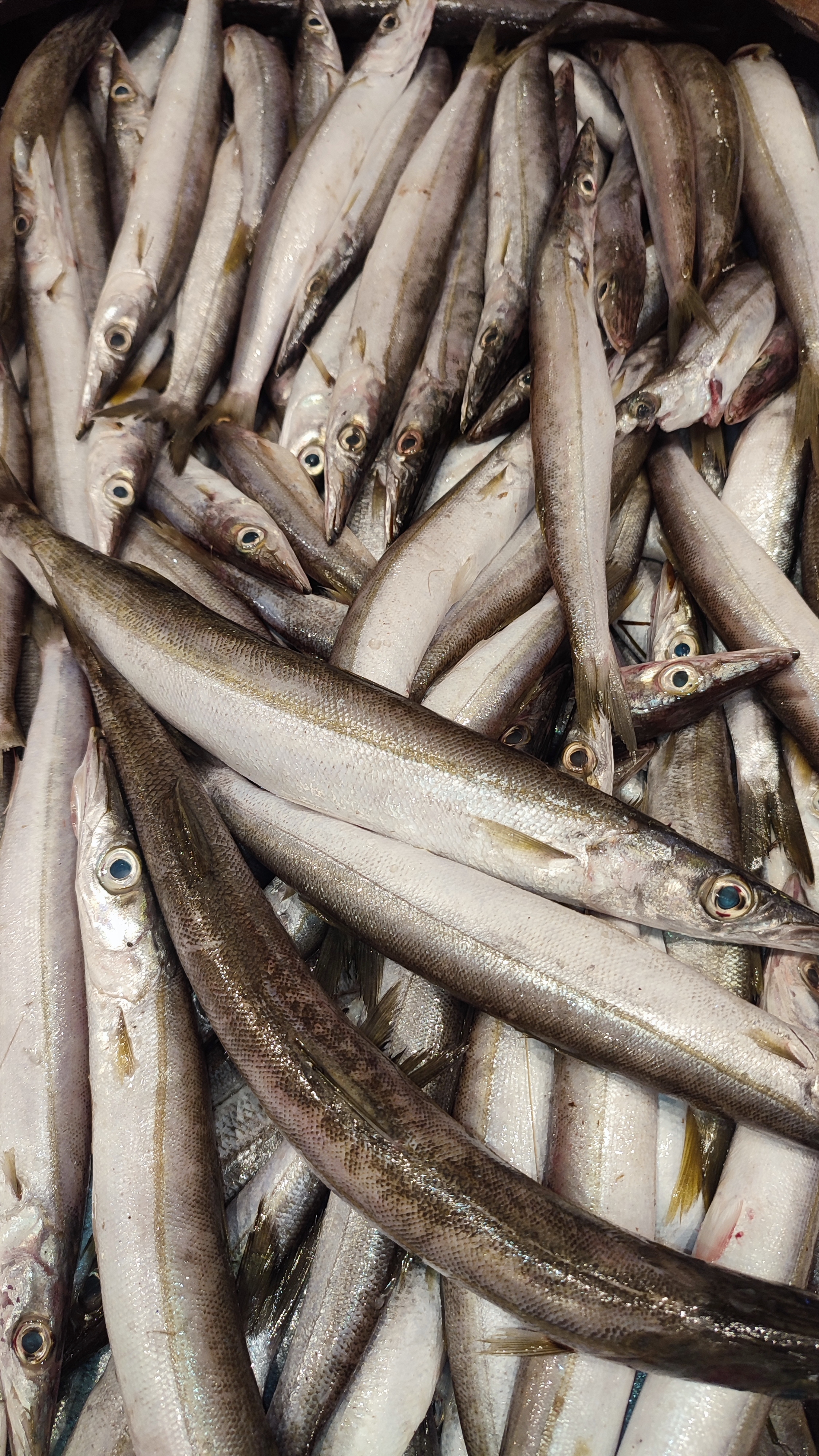 Obtuse Barracuda - مغازل